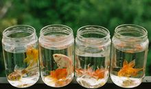 小乖麻 根等卓玛2014年2月射手座运势