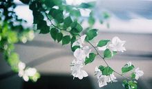 羲邑师姐生肖猴一周运势（1.8-1.14）