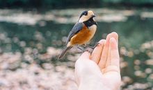 羲邑师姐2018年1月生肖虎运势