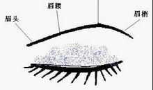 面相算命图解：眉毛看相