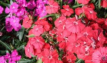 职场人缘极佳的星座分析