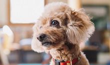 羲邑师姐2018年1月生肖狗运势