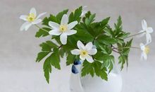 羲邑师姐:生肖狗一周运势（5.14-5.20）