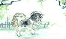 属狗2020年运势及运程 属狗的人2020年全年运势