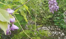 六月好运当头，有横财进账的生肖!