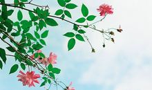 羲邑师姐生肖龙一周运势（1.22-1.28）