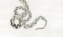 属蛇2020年运势及运程 属蛇的人2020年全年运势