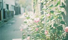 羲邑师姐2017年农历6月生肖运势