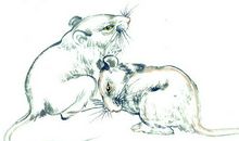 属鼠2020年运势及运程 属鼠的人2020年全年运势