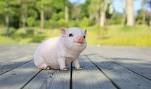 羲邑师姐生肖猪一周运势（8.6-8.12）