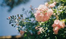 羲邑师姐生肖鼠一周运势（1.22-1.28）