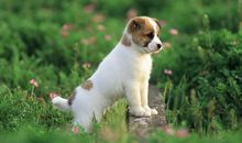 羲邑师姐生肖狗一周运势（8.6-8.12）