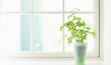 羲邑师姐2017年10月生肖猴运势