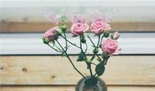 羲邑师姐2017年10月生肖狗运势