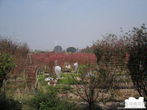 天秤座的春节桃花边框