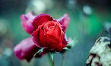 生肖出生月份决定的命运