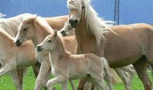 2017年属马人4月运程解析