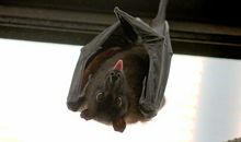 梦见蝙蝠飞进山洞