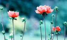 黛比-弗兰克一周星座运势（7.3-7.9）