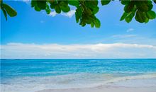 梦见千年大乌龟