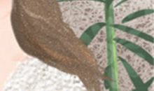 属鼠的十二星座男生性格特点