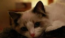 毛泽东谈怎样使猫吃辣椒