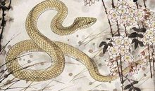 生肖蛇发现自己是同性恋时会怎么做