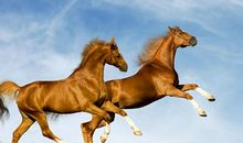 生肖马发现自己是同性恋时会怎么做