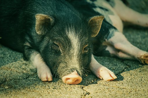梦见猪生病有不好的预兆吗？
