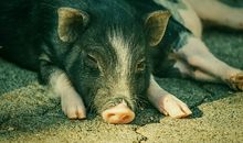 梦见猪生病有什么凶兆吗