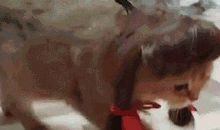 狗妈妈欢喜开运礼物