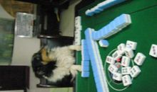 生肖狗打麻将的最佳座位