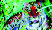 12星座中谁是纸老虎