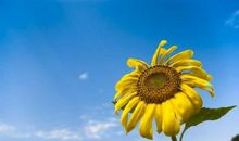 中年后福气渐旺的生肖