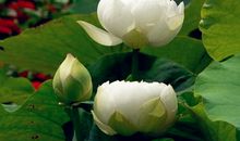 穷人和富人做梦哪里不一样