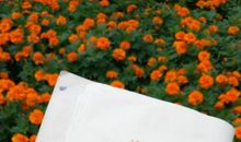 黄檗禅师诗 其七详解