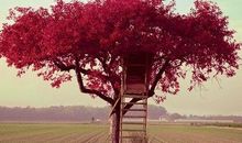 少数名族的十二生肖