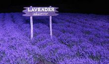 2012年12月运势飙升的前六名星座