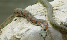 孕妇梦见蛇咬人意味着什么