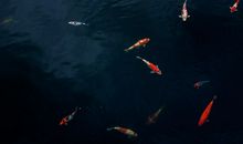 梦见鱼变成龙有什么寓意呢