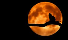 孕妇梦到自己变成龙