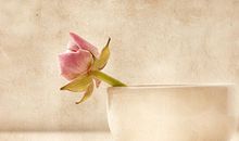 苏珊米勒本周星座运势（2017.6.12-6.18）