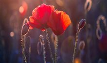 2017年6月中桃花运势旺盛的星座