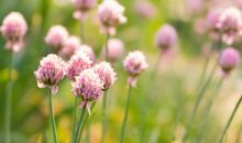 山水清澈本周星座运势（2017.7.23-7.29）