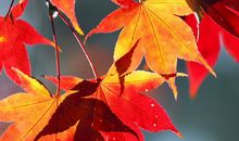 姚易君大师 属鸡人2015年运势