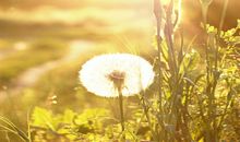 雪莱本周星座运势（2017.6.5-6.11）