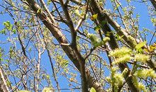 非常运势网2017年5月塔罗运势