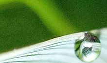 海百合2017年5月星座运势