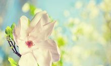 苏珊米勒2017年9月星座运势