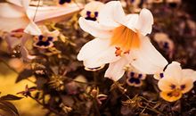 海百合本周星座运势（2017.6.19-6.25）